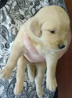 Bud, a male Golden Retriever for sale in West Point, IA – Photo 2 of 2