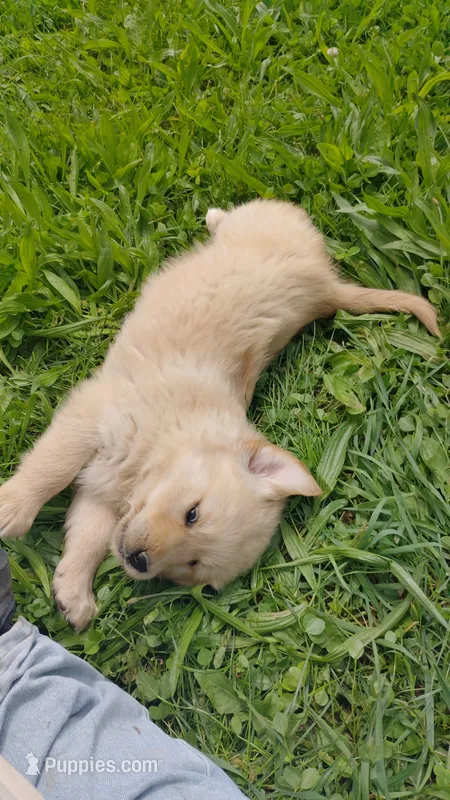 Macy – Golden Retriever puppy for sale in West Point, IA