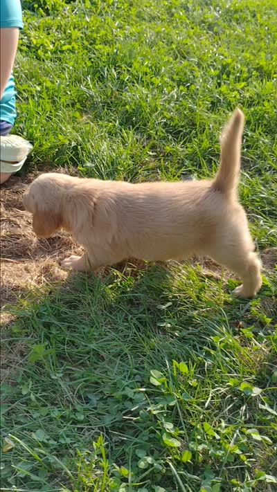 Daisy, a female Golden Retriever for sale in West Point, IA – 4 of 4