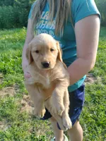Daisy, a female Golden Retriever for sale in West Point, IA – 2 of 4