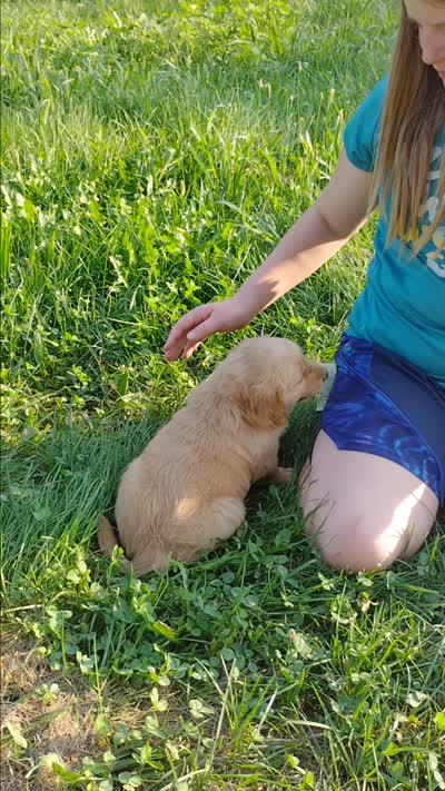 Daisy, a female Golden Retriever for sale in West Point, IA – 3 of 4