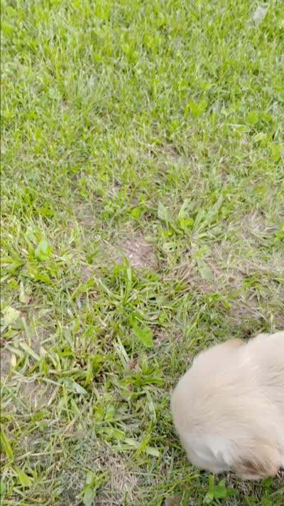 Macy, a female Golden Retriever for sale in West Point, IA – 2 of 2