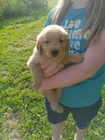 Max, a male Golden Retriever for sale in West Point, IA – 4 of 5