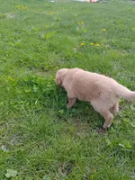 Bella, a female Golden Retriever for sale in West Point, IA – 7 of 7