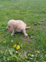 Bella, a female Golden Retriever for sale in West Point, IA – 4 of 7