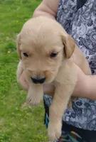 Bella, a female Golden Retriever for sale in West Point, IA – 2 of 7