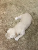 Bella, a female Golden Retriever for sale in West Point, IA – Photo 2 of 3