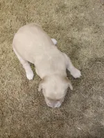 Bella, a female Golden Retriever for sale in West Point, IA – Photo 3 of 3