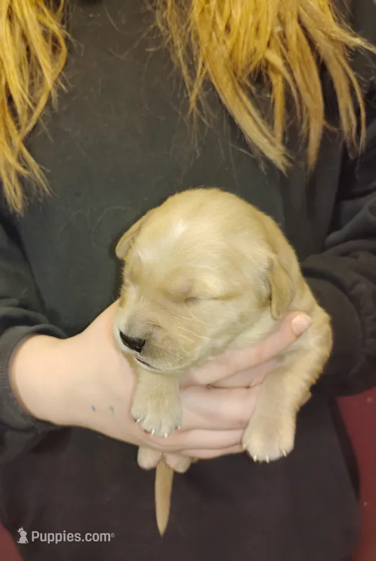 Bella – Golden Retriever puppy for sale in West Point, IA