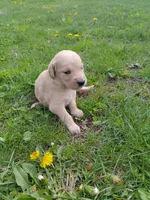 Bella, a female Golden Retriever for sale in West Point, IA – 5 of 7