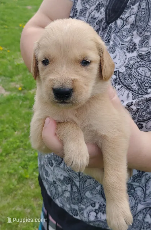 Bella – Golden Retriever puppy for sale in West Point, IA