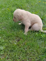 Bella, a female Golden Retriever for sale in West Point, IA – 6 of 7