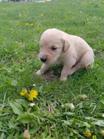 Bella, a female Golden Retriever for sale in West Point, IA – 3 of 7