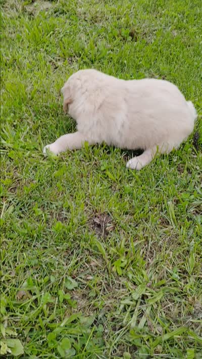 Baxter, a male Golden Retriever for sale in West Point, IA – 2 of 3