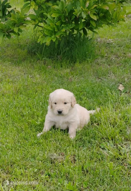 Baxter – Golden Retriever puppy for sale in West Point, IA