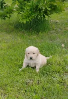 Baxter, a male Golden Retriever for sale in West Point, IA – 1 of 3