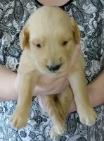 Teddy, a male Golden Retriever for sale in West Point, IA – Photo 2 of 2