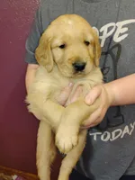 Star, a male Golden Retriever for sale in West Point, IA – Photo 2 of 3