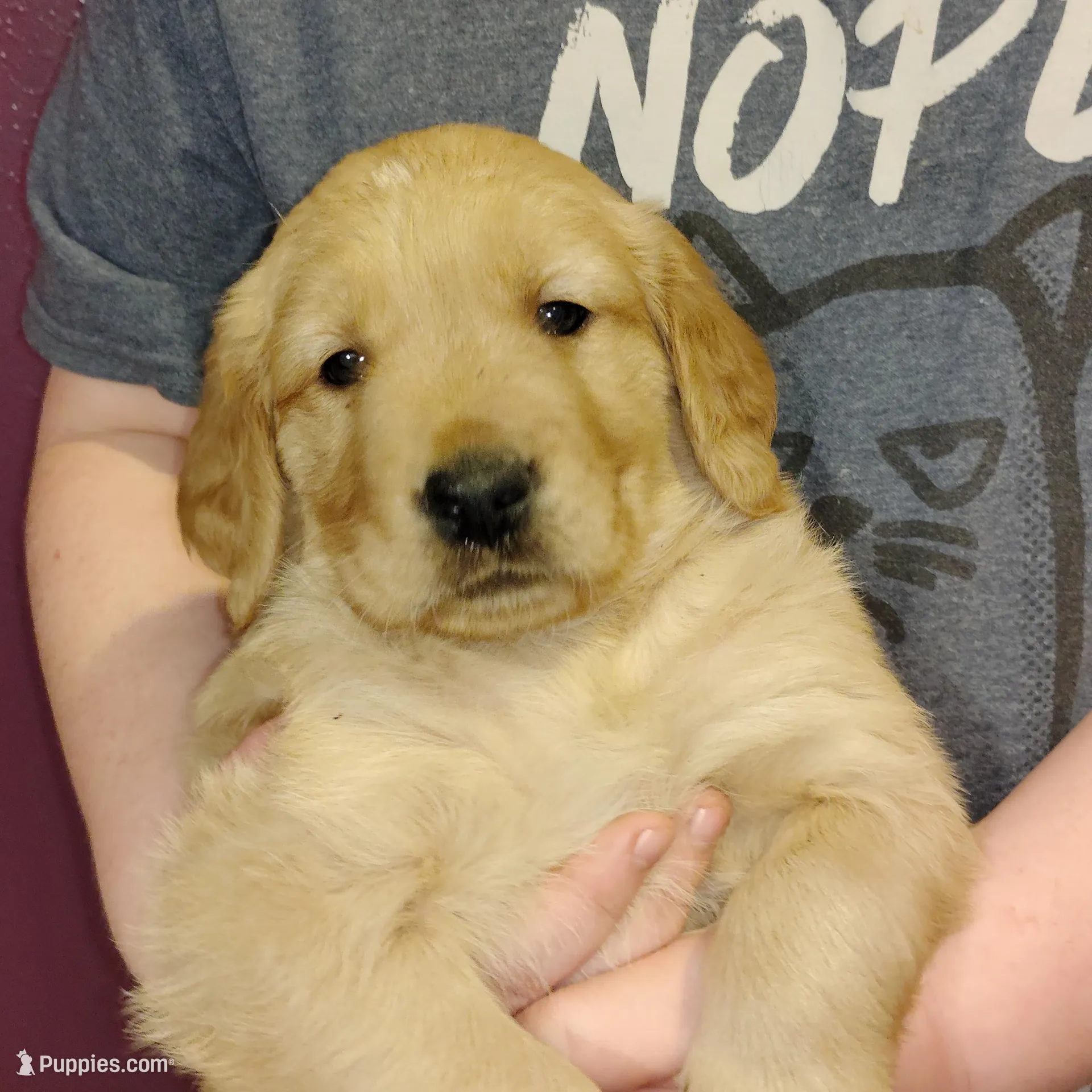 Star, a male Golden Retriever for sale in West Point, IA – Photo 3 of 3