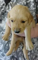 Max, a male Golden Retriever for sale in West Point, IA – Photo 1 of 3