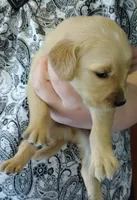 Max, a male Golden Retriever for sale in West Point, IA – Photo 2 of 3