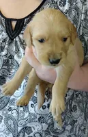 Max, a male Golden Retriever for sale in West Point, IA – Photo 3 of 3