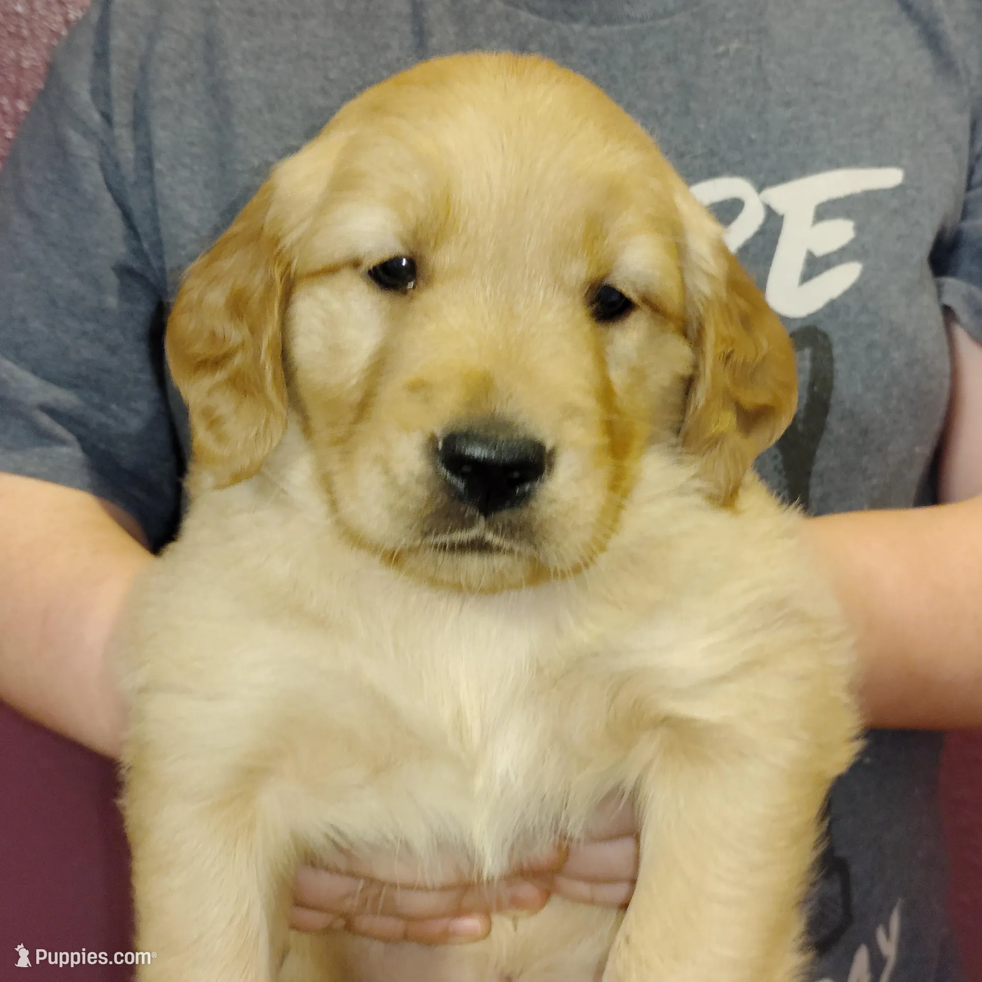 Daisy, a female Golden Retriever for sale in West Point, IA – Photo 2 of 2