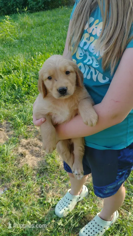 Daisy – Golden Retriever puppy for sale in West Point, IA