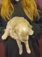 Star, a female Golden Retriever for sale in West Point, IA – Photo 2 of 3