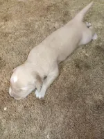 Star, a female Golden Retriever for sale in West Point, IA – Photo 3 of 3