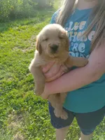 Max, a male Golden Retriever for sale in West Point, IA – 5 of 5