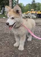 Naomi , a female Alaskan Malamute for sale in Crivitz, WI – 2 of 4