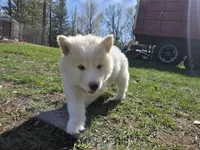 Coconut, a female Alaskan Malamute for sale in Crivitz, WI – 4 of 5