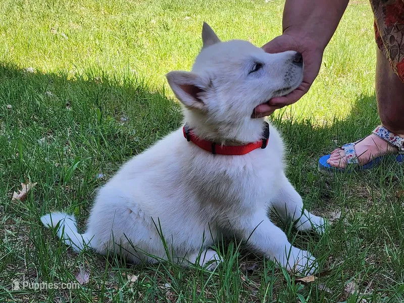 Chickin – Alaskan Malamute puppy for sale in Crivitz, WI