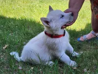Chickin, a male Alaskan Malamute for sale in Crivitz, WI – 1 of 4