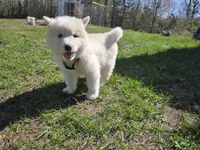 Coconut, a female Alaskan Malamute for sale in Crivitz, WI – 5 of 5