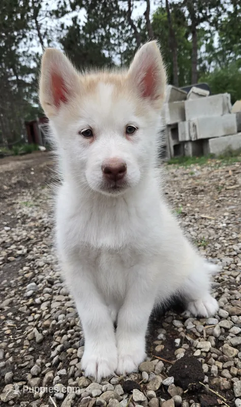 Birdie – Alaskan Malamute puppy for sale in Crivitz, WI