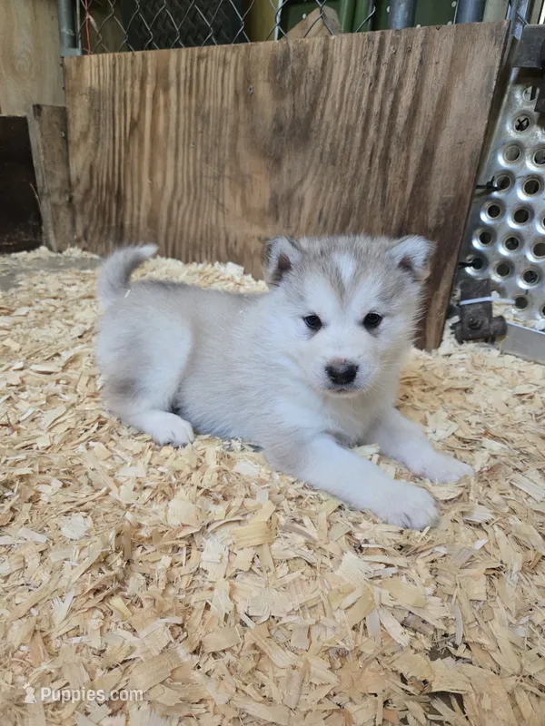 Gunner – Alaskan Malamute puppy for sale in Crivitz, WI