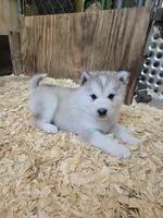 Gunner, a male Alaskan Malamute for sale in Crivitz, WI – 1 of 2