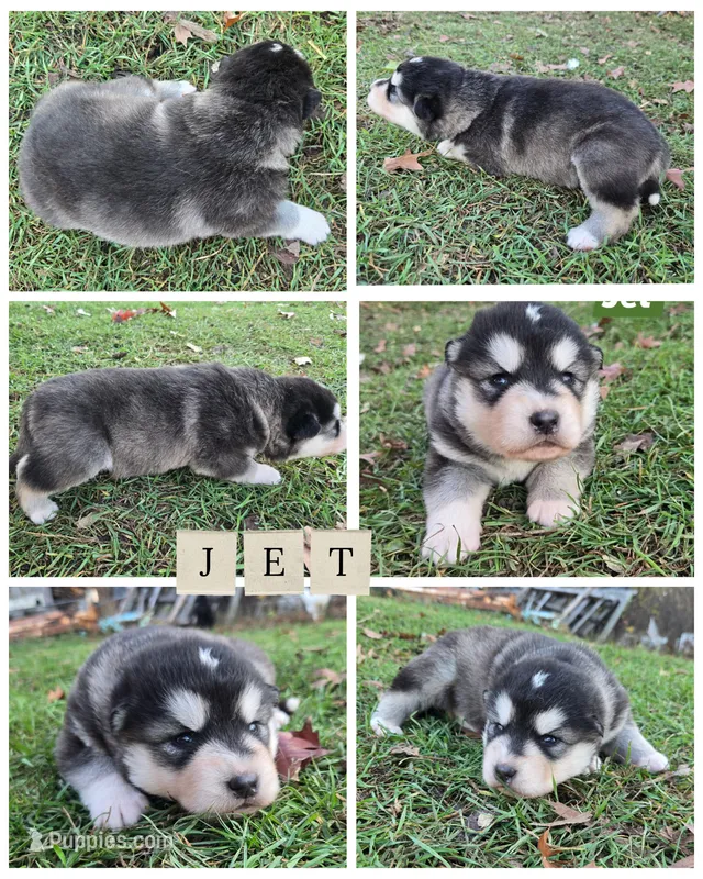 Jet – Alaskan Malamute puppy for sale in Crivitz, WI