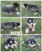 Jet, a male Alaskan Malamute for sale in Crivitz, WI – 1 of 2