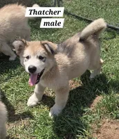 Thatcher , a male Alaskan Malamute for sale in Crivitz, WI – 2 of 5