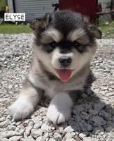 Elyse, a female Alaskan Malamute for sale in Crivitz, WI – 3 of 6