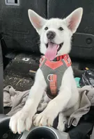 Snowcone, a female Alaskan Malamute for sale in Crivitz, WI – 2 of 2
