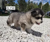 Elyse, a female Alaskan Malamute for sale in Crivitz, WI – 5 of 6
