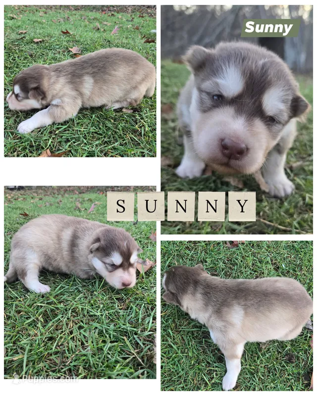 Sunny – Alaskan Malamute puppy for sale in Crivitz, WI