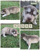 Sunny, a male Alaskan Malamute for sale in Crivitz, WI – 1 of 2