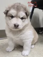 Amelia , a female Alaskan Malamute for sale in Crivitz, WI – 2 of 5