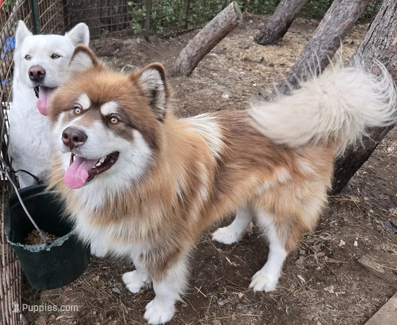 Stout  – Alaskan Malamute puppy for sale in Crivitz, WI
