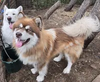 Stout , a male Alaskan Malamute for sale in Crivitz, WI – 1 of 1